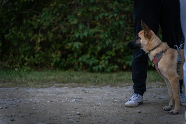 Socialisatie bij honden en katten: zo laat je huisdieren rustig kennismaken met nieuwe situaties
