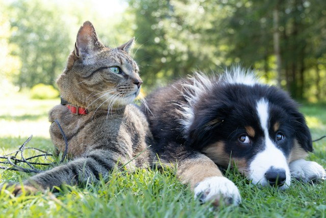 Zo houd je jouw hond of kat gezond en gelukkig