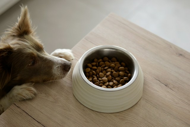 Gezonde voeding voor je hond of kat: waar moet je op letten?