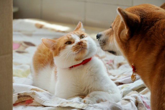 Een gezonde dagelijkse routine voor honden en katten