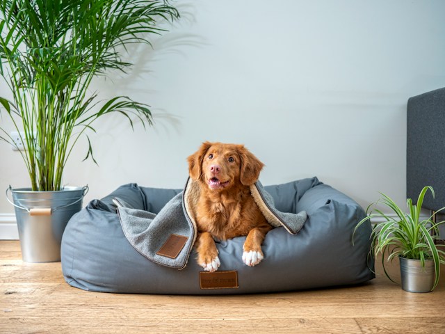 Huisdiertrends: zo combineer je stijl, comfort en praktisch gemak
