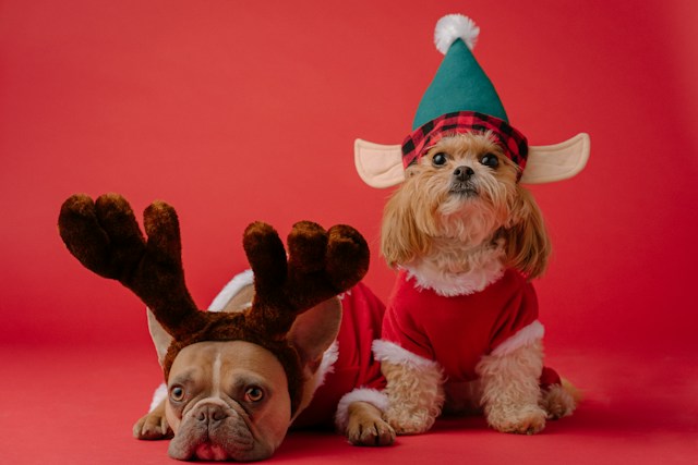 Zo kies je accessoires die echt bij jouw hond of kat passen