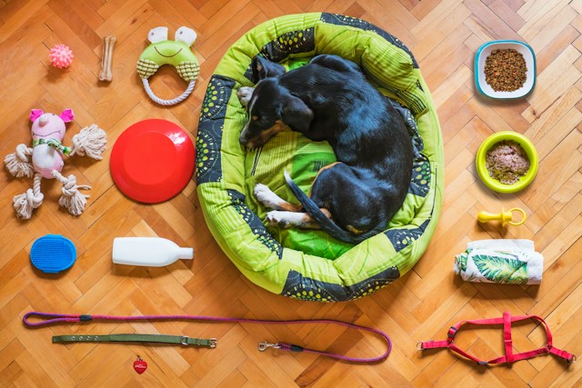 Een eenvoudige verzorgingsroutine voor honden en katten