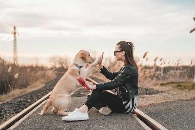 Je hond positief trainen: zo bouw je stap voor stap goed gedrag op