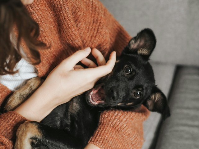 Zo verzorg je de vacht van je hond op de juiste manier